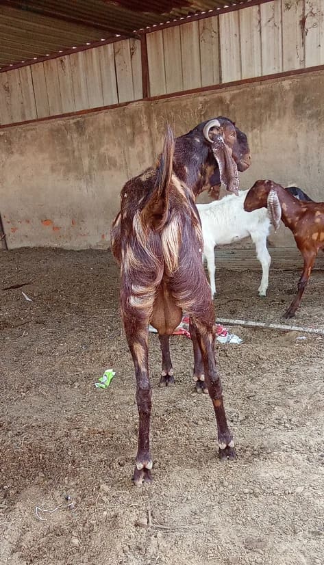 Sirohi Goat in  RAJASTHAN