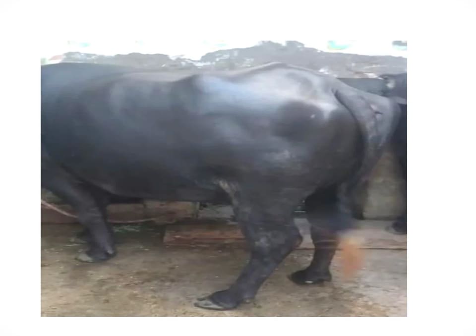 Others Buffalo in UTTAR PRADESH