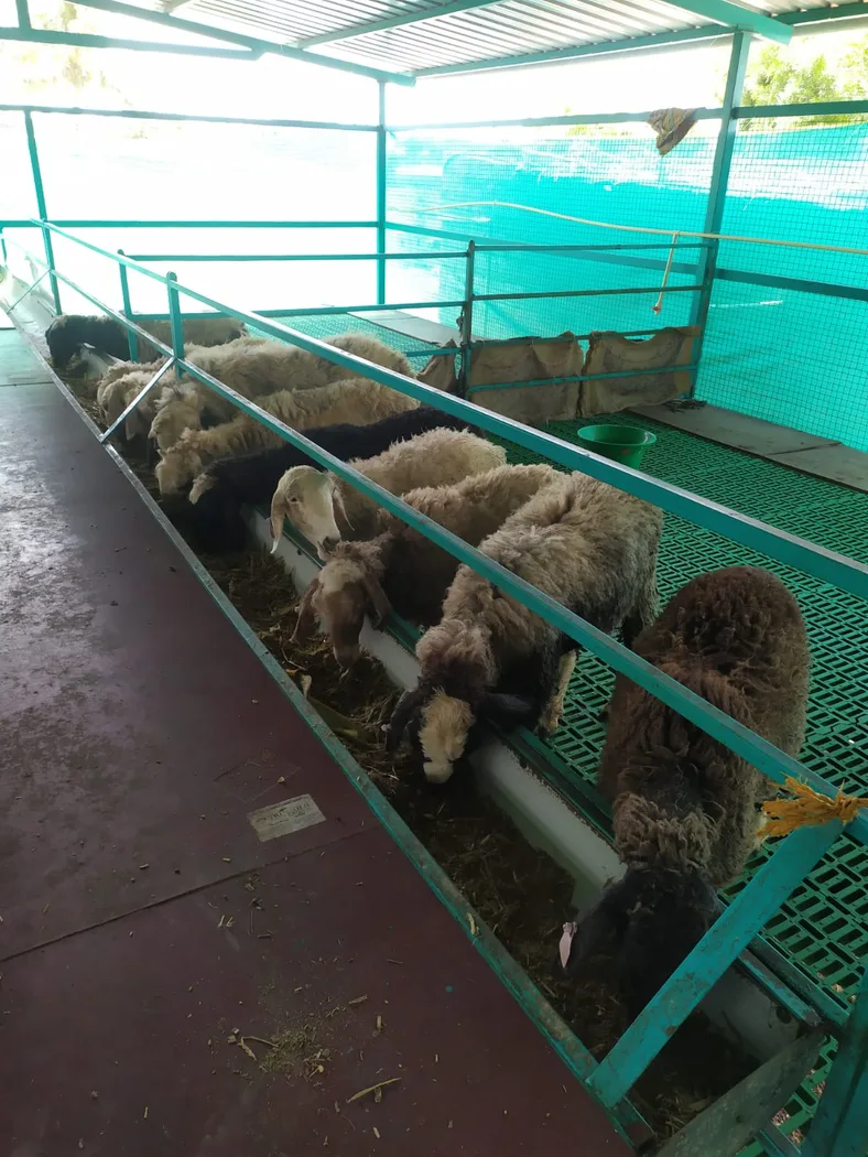 NARI Suwarna Sheep in  KARNATAKA