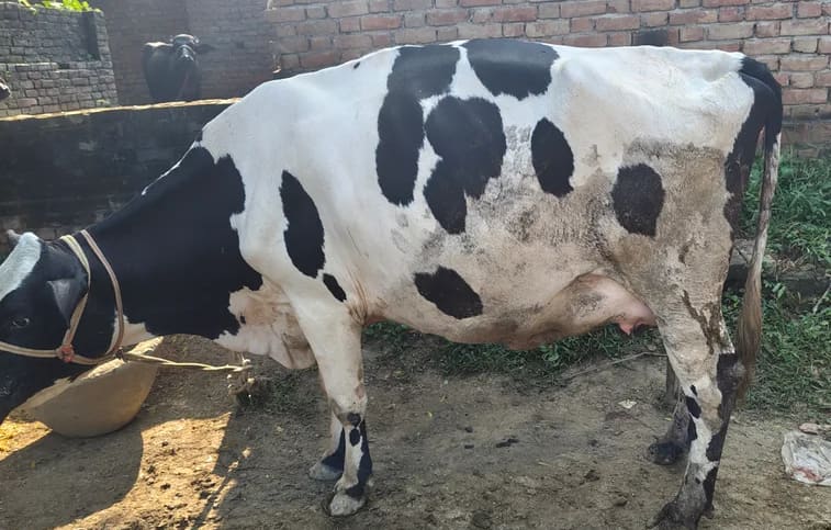 HF Cow H3254 in  UTTAR PRADESH