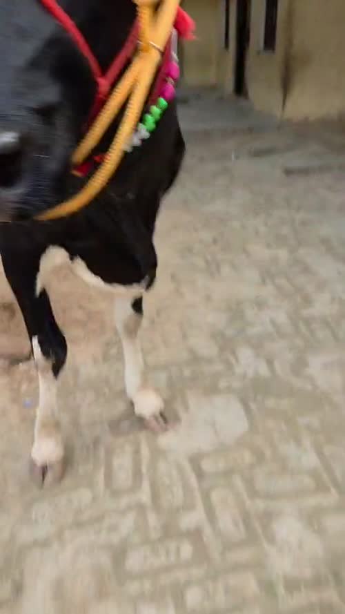 HF Cow H3353 in  BIHAR
