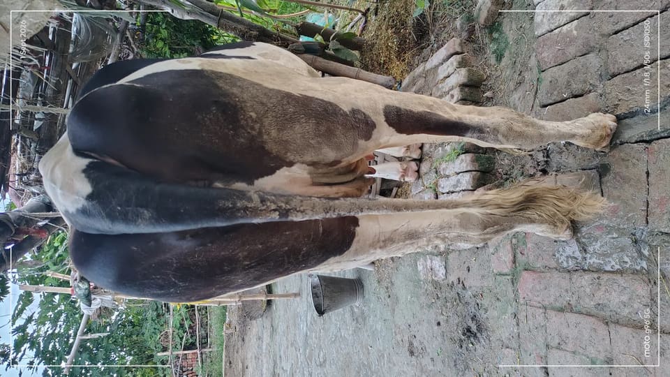 HF Cow in  BIHAR