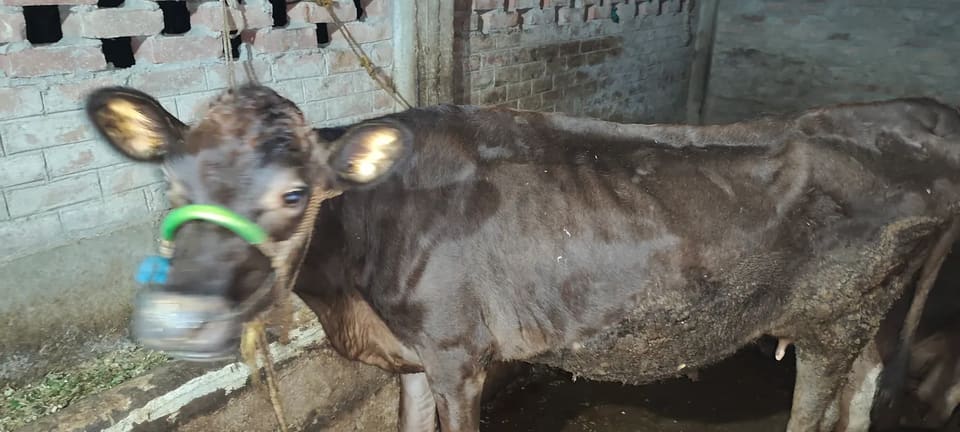 Jersey Cow in  BIHAR