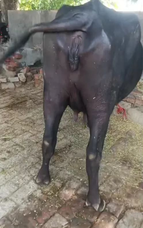 Murrah Buffalo in HARYANA
