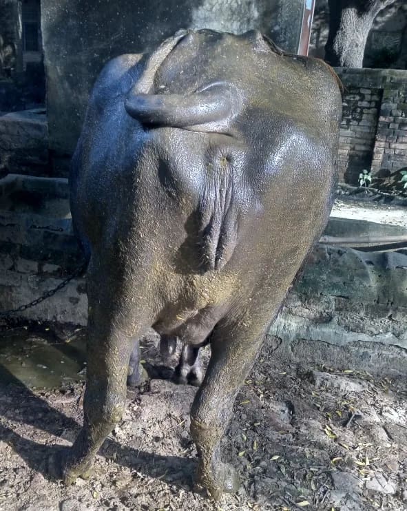 Murrah Buffalo in  UTTAR PRADESH