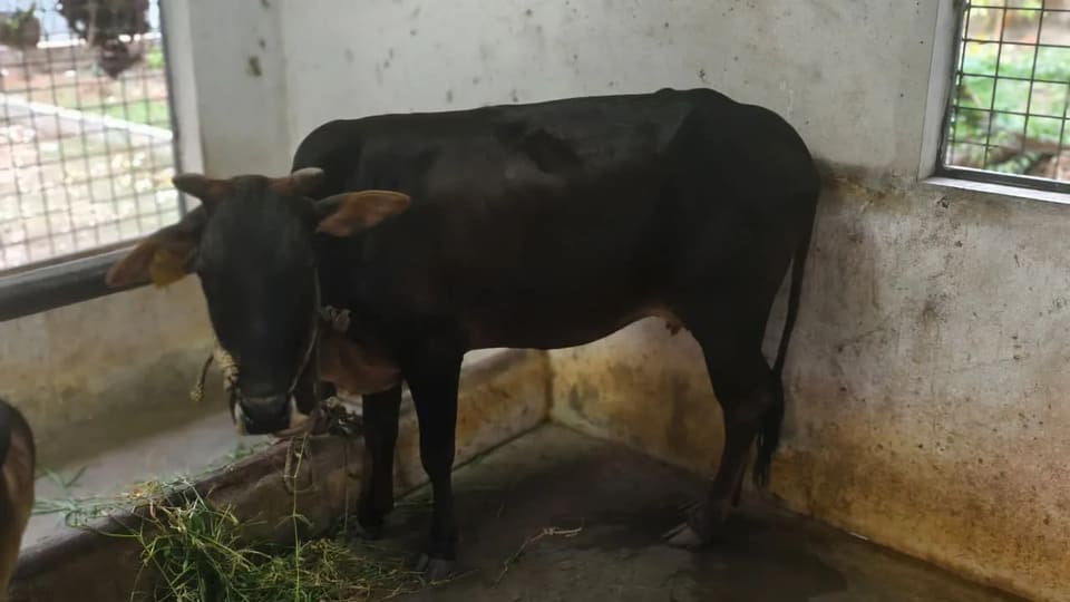 Vechur Heifer Cow V0329 in  KERALA