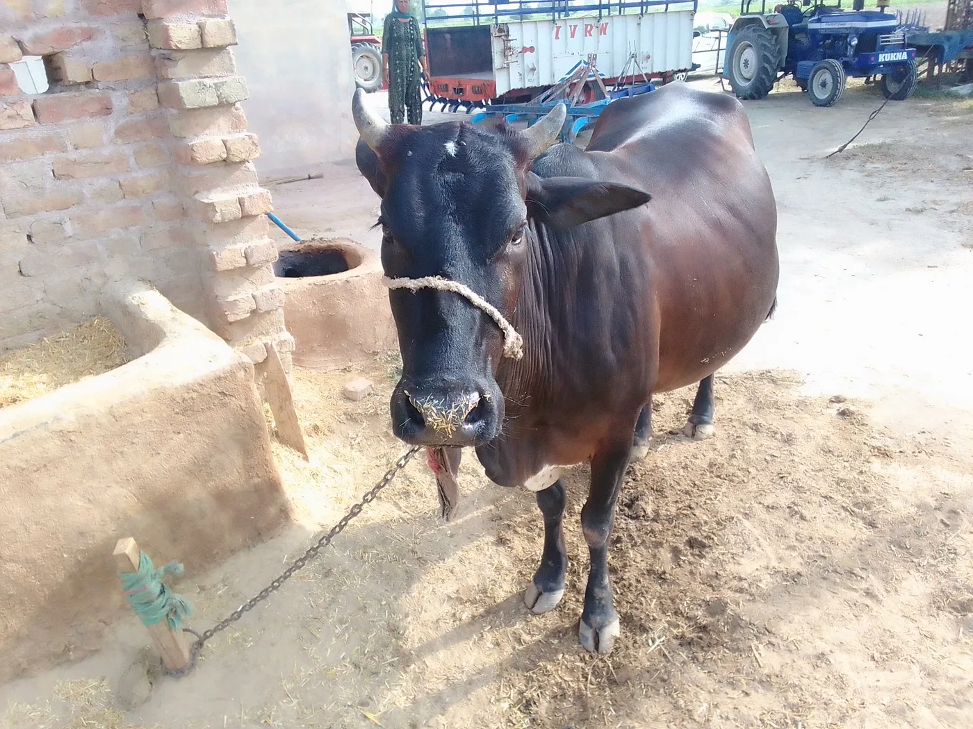 Others Cow in  RAJASTHAN