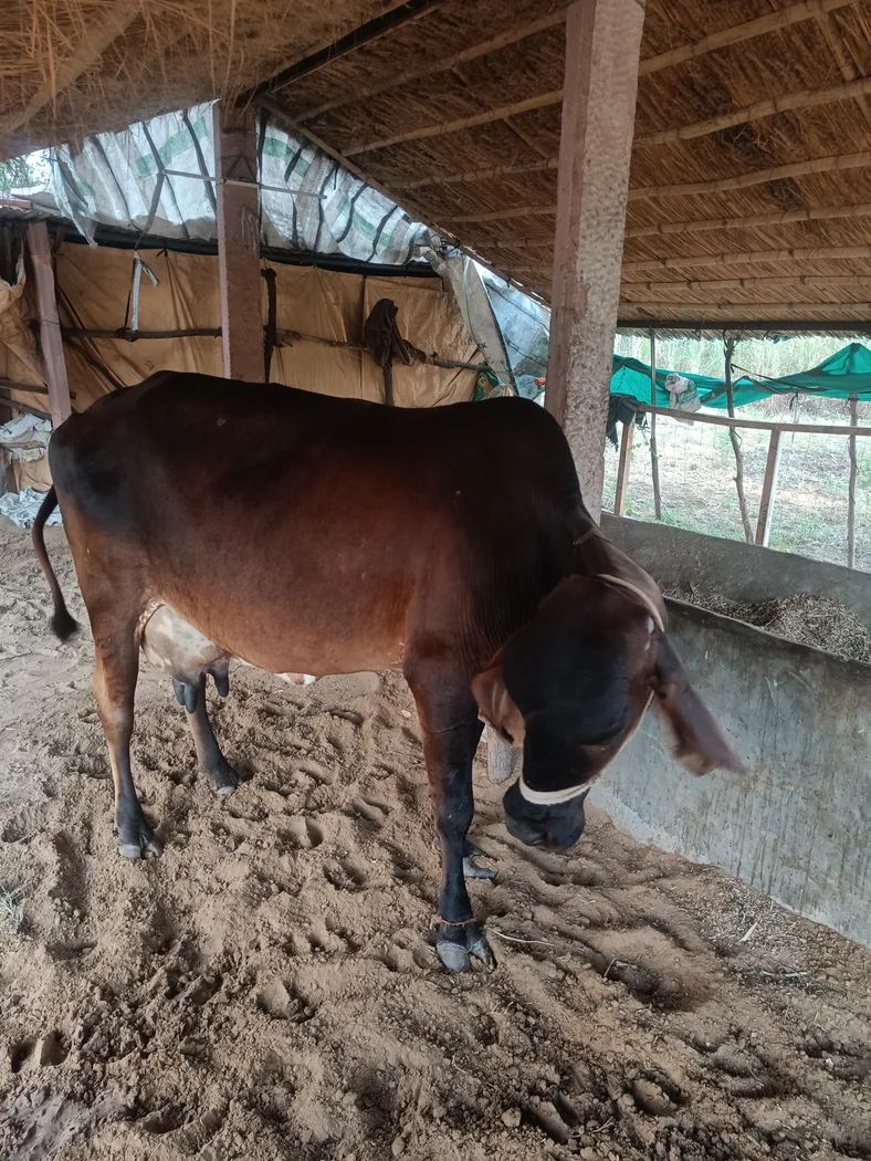 Gir Cow in  RAJASTHAN