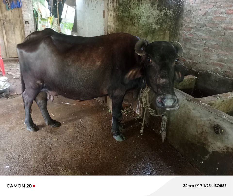 Others Buffalo in  UTTAR PRADESH