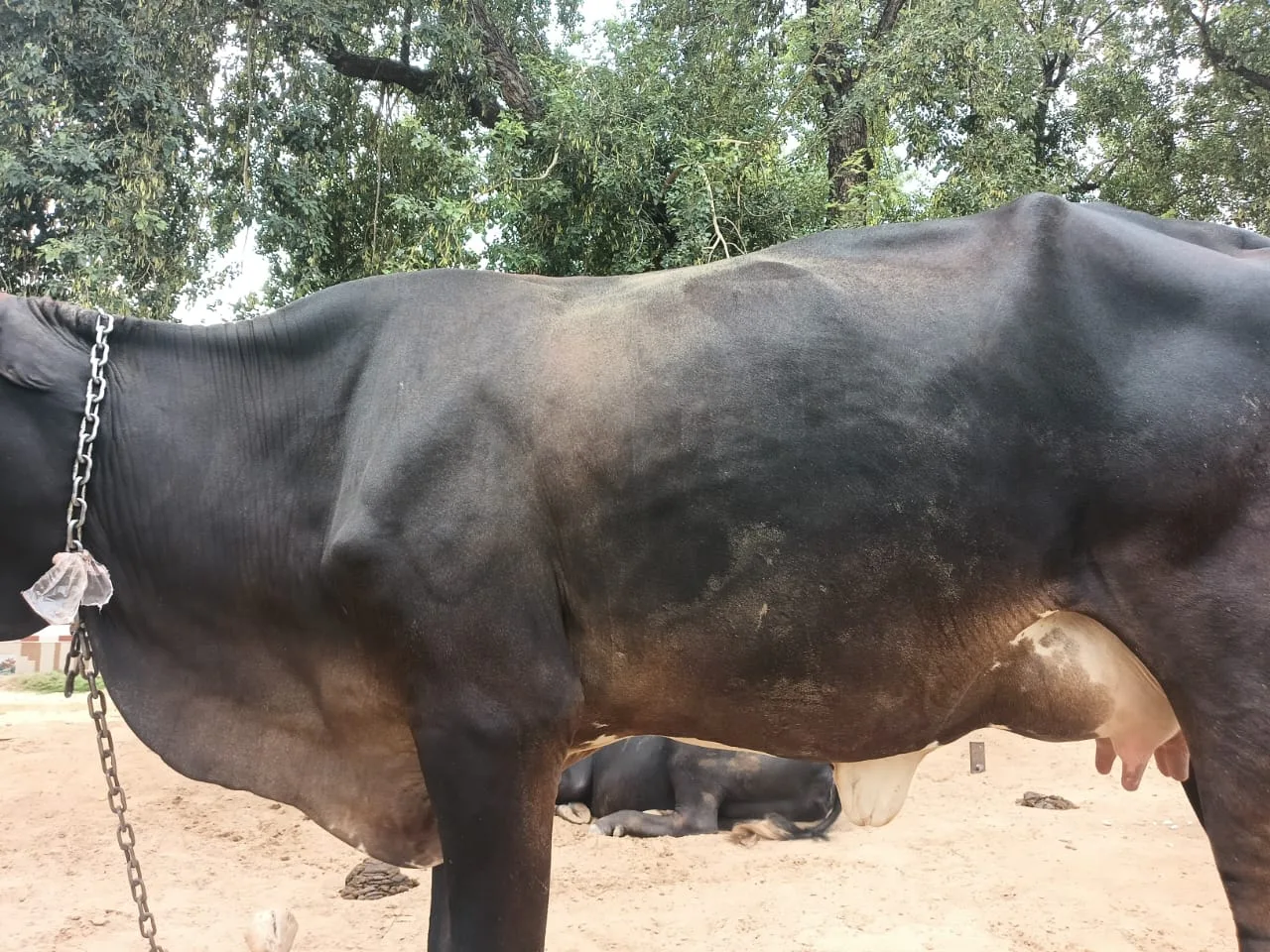 Sahiwal Cow in  HARYANA