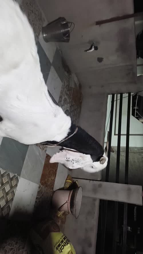 Sojat Goat S0334 in  RAJASTHAN
