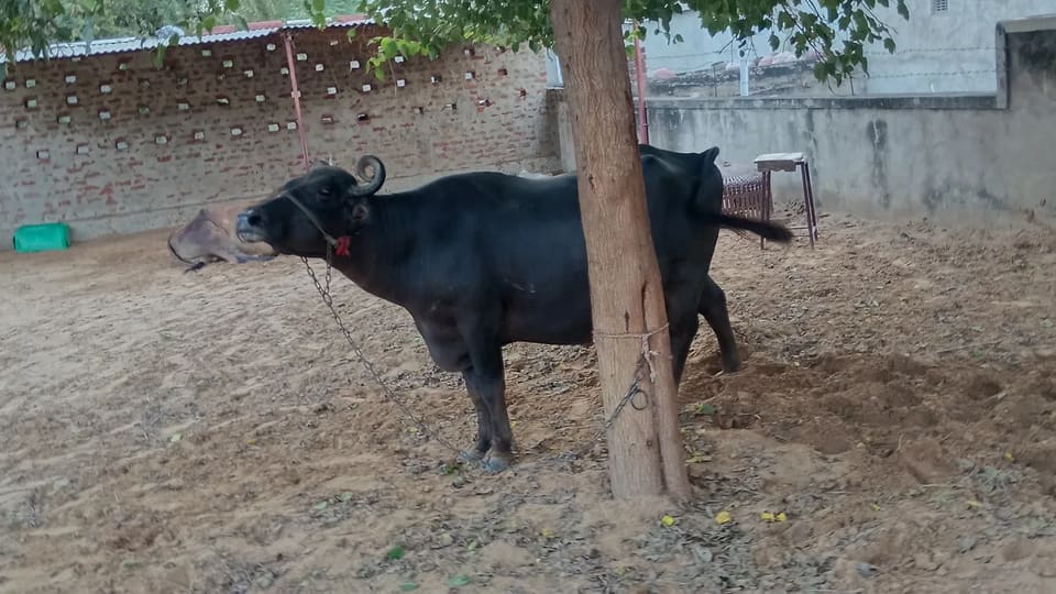 Others Buffalo in  RAJASTHAN
