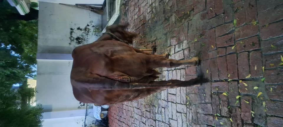 Sahiwal Cow in  UTTAR PRADESH