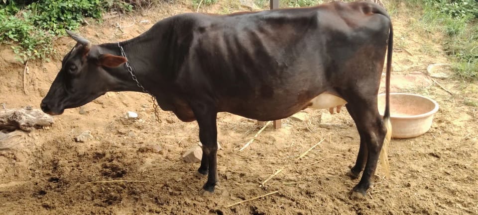 A Cow O0530 in  RAJASTHAN