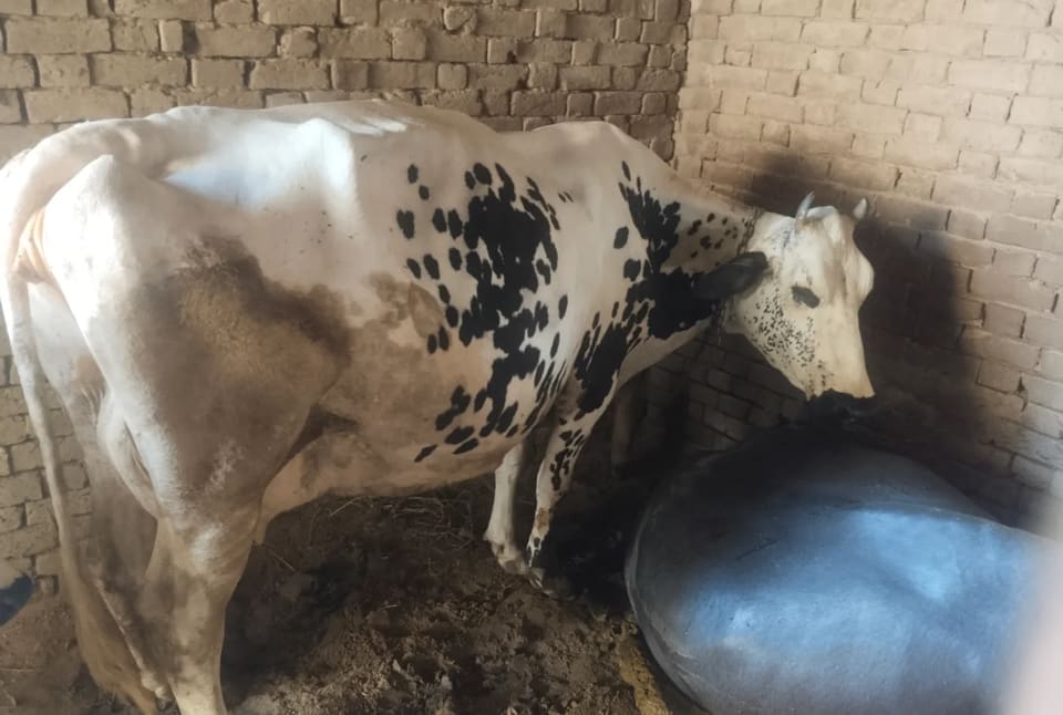 HF Cow in  RAJASTHAN