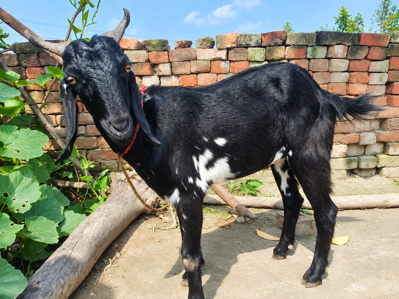 Kota Goat K0247 in  UTTAR PRADESH