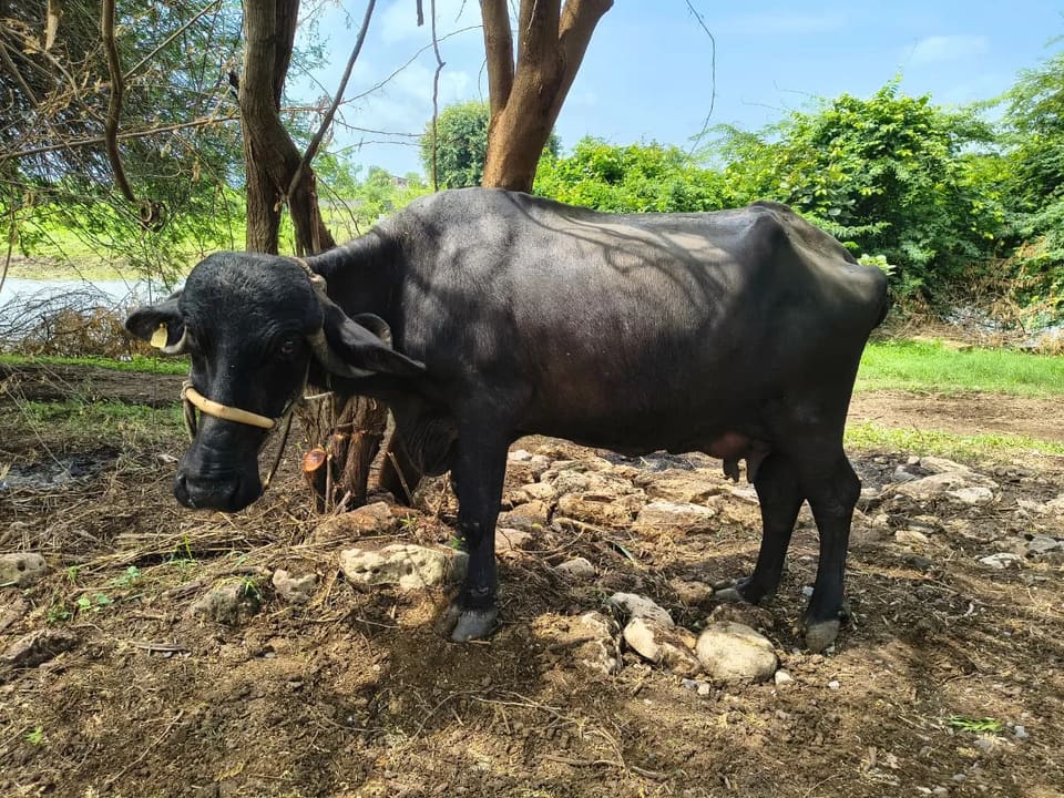 Jafarabadi Buffalo J0440 in  GUJARAT