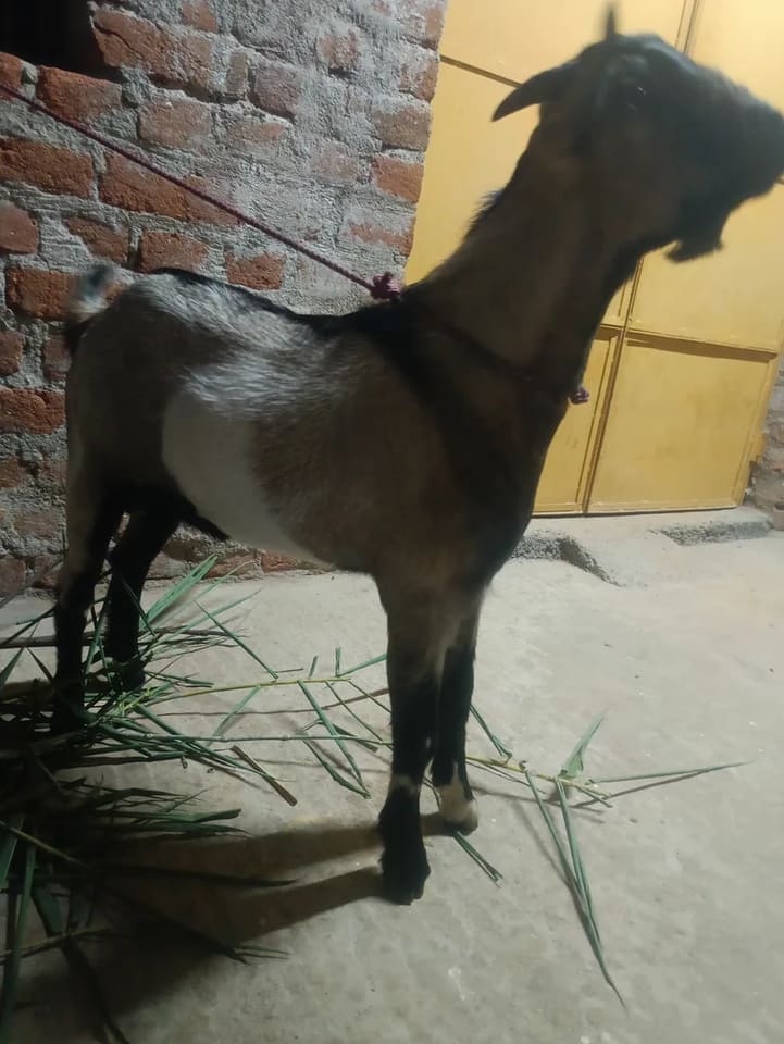 Black Bengal Goat in JHARKHAND