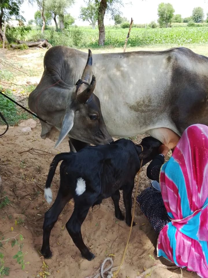 Kankrej Cow in  RAJASTHAN