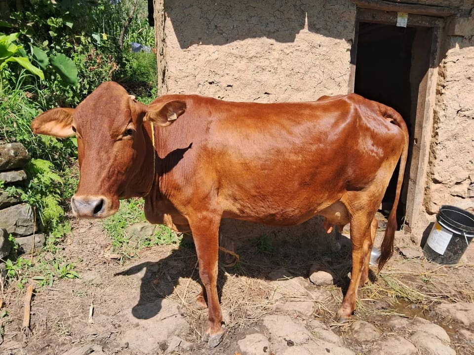 Sahiwal Cow S1982 in  HIMACHAL PRADESH