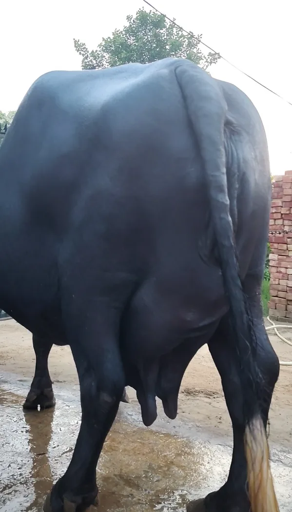 Murrah Buffalo in  HARYANA