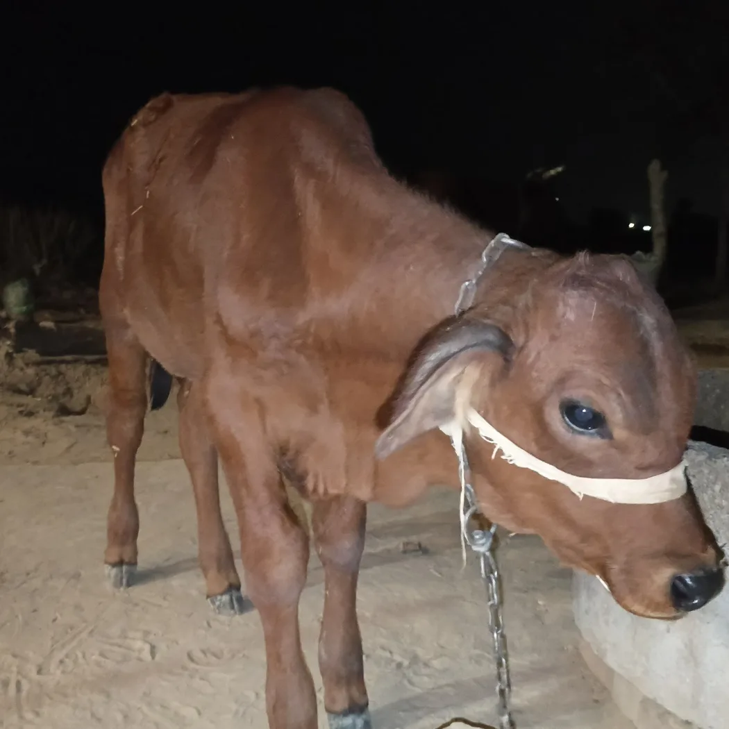Sahiwal Cow S2009 in  RAJASTHAN
