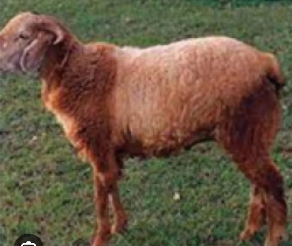 Coimbatore  Sheep C0151 in  ANDHRA PRADESH