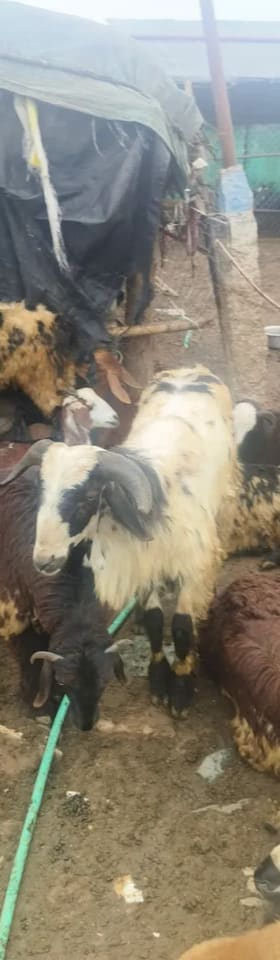 Deccani Sheep in  TELANGANA