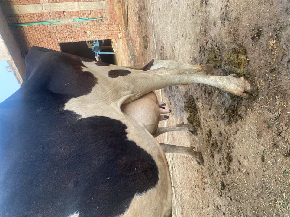 HF Cow in  PUNJAB