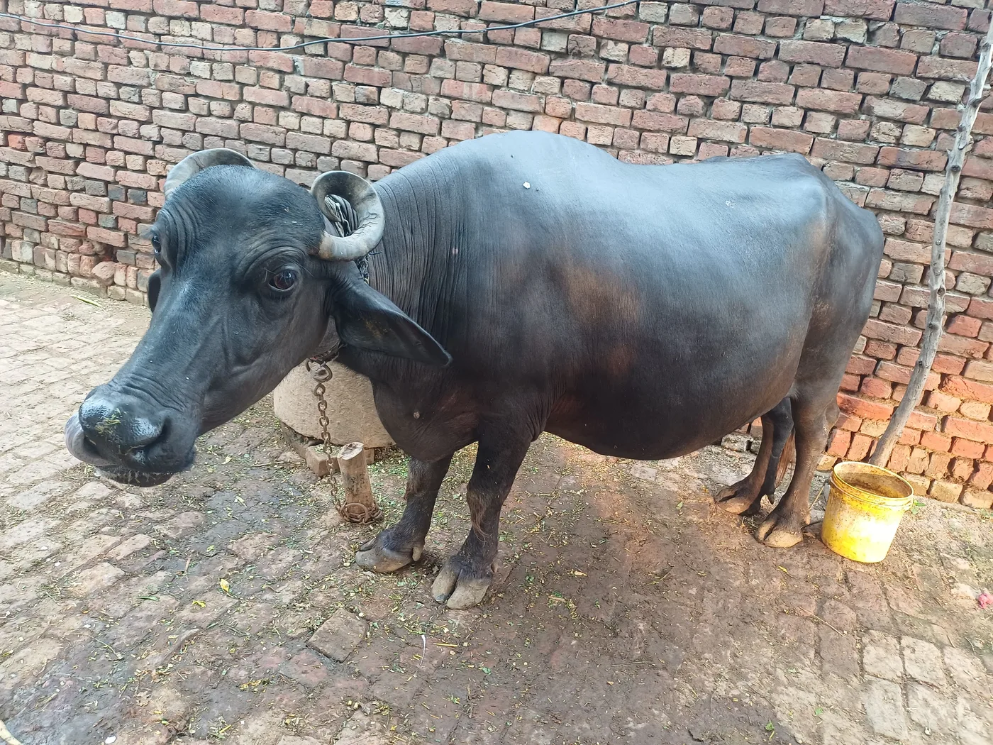 Murrah Buffalo in  UTTAR PRADESH