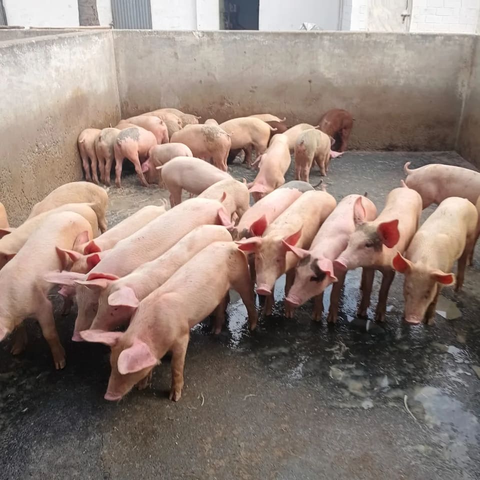 3 way cross fattaners Piglets O0927 in  TAMIL NADU