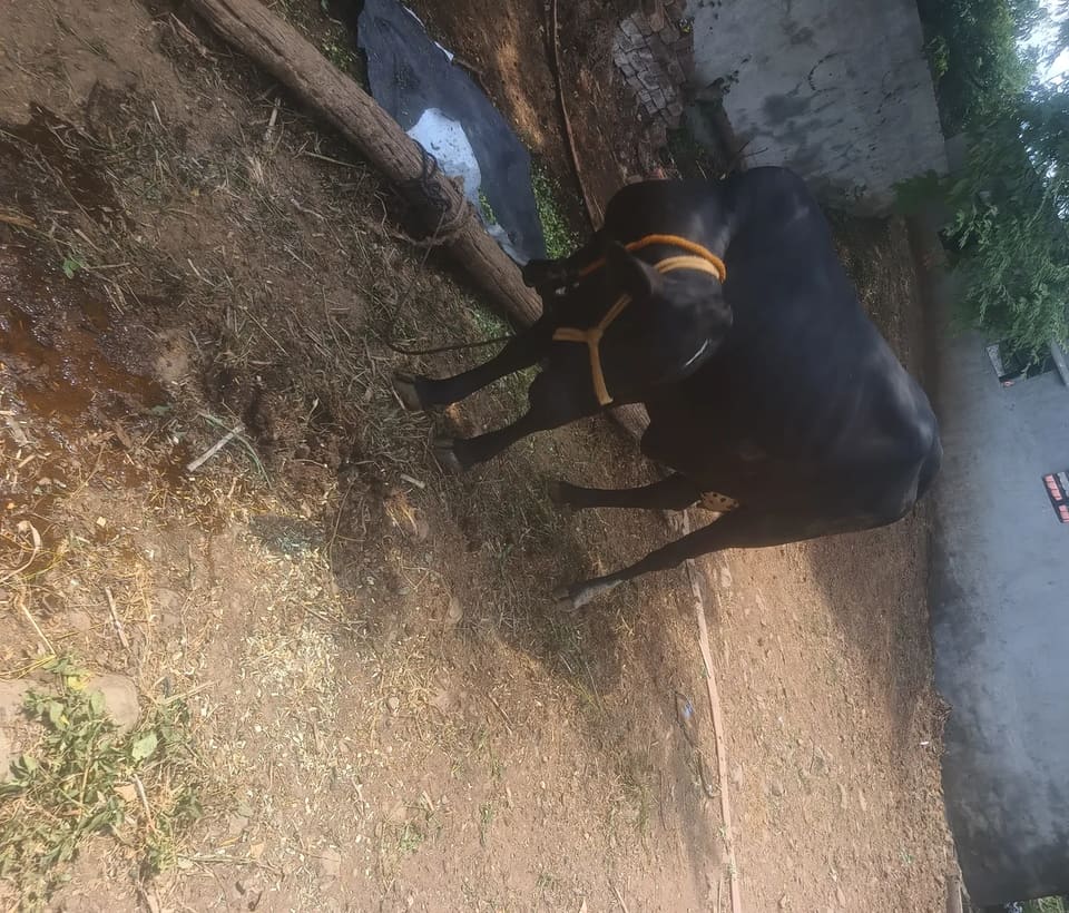 HF Cow in  MAHARASHTRA