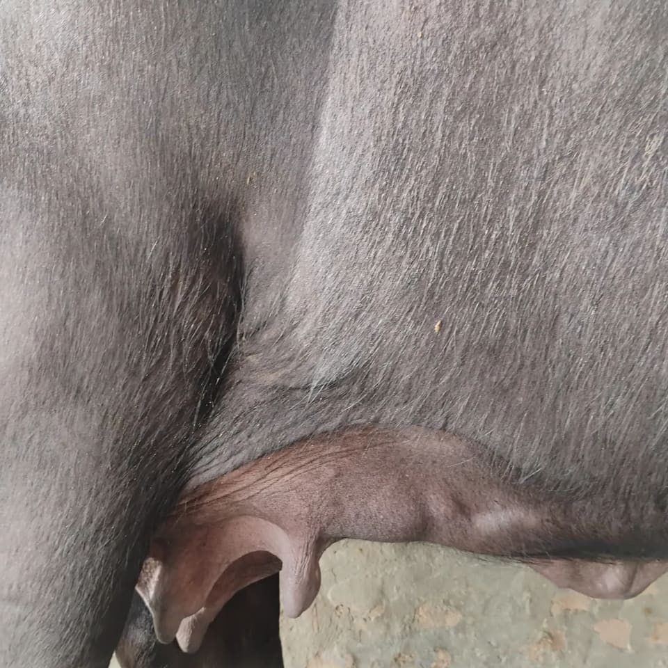 Murrah Buffalo in  HARYANA