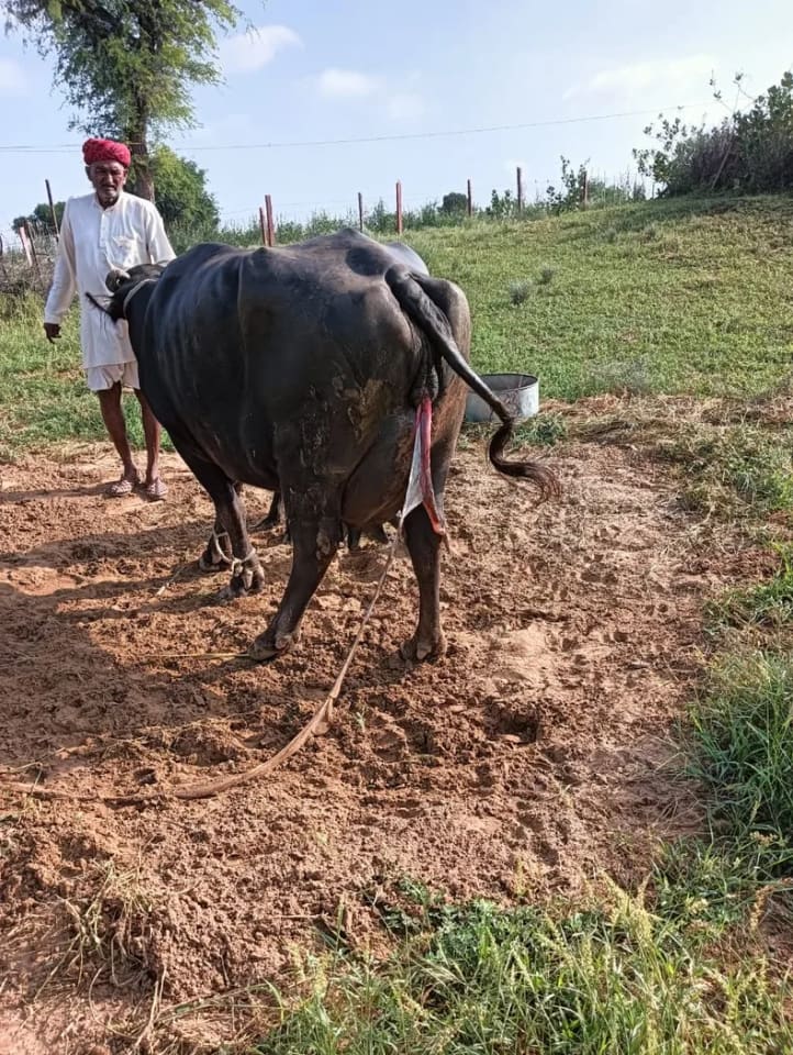 Murrah Buffalo in  RAJASTHAN