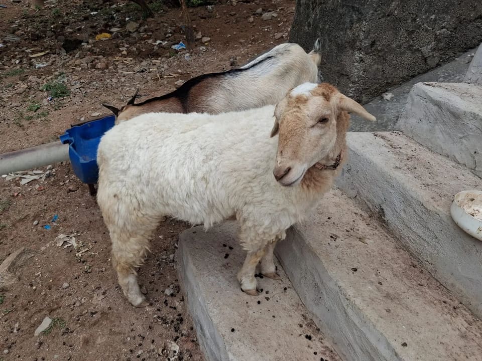 Bannur Sheep in  TELANGANA