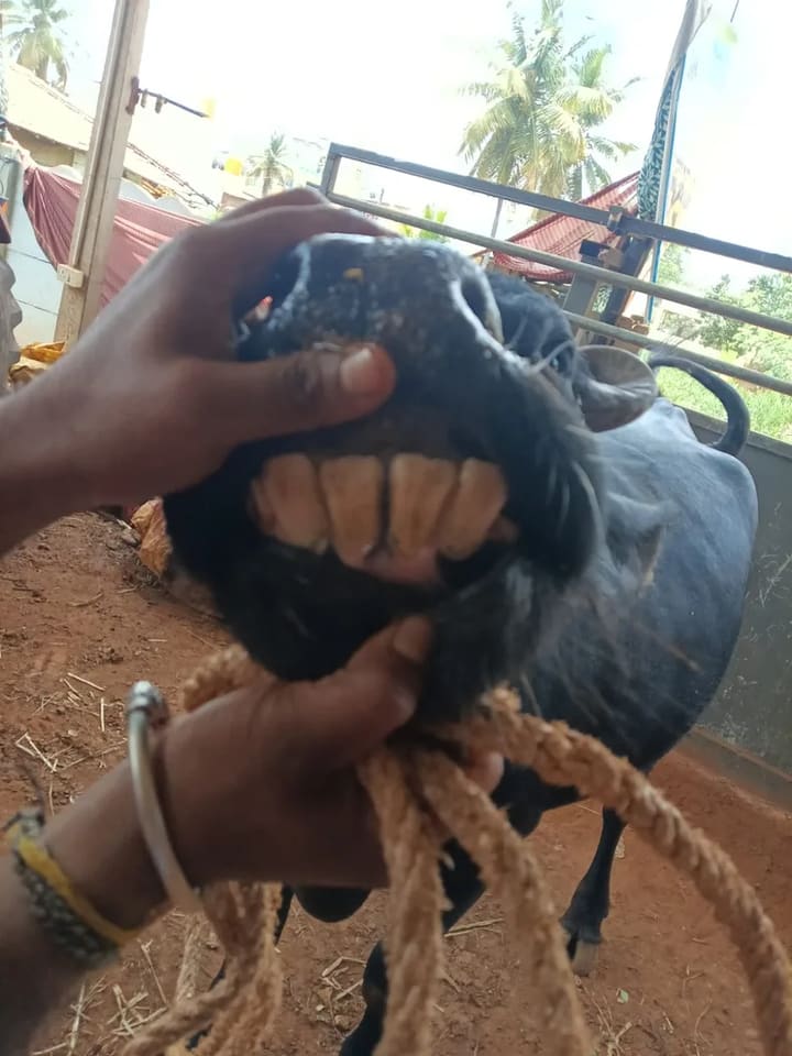 Murrah Buffalo M5088 in  KARNATAKA