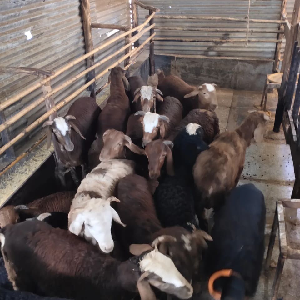 Sindhanoor Sheep S0219 in  KARNATAKA