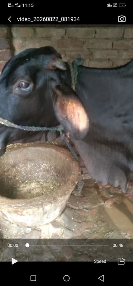 Gir Cow in  UTTAR PRADESH