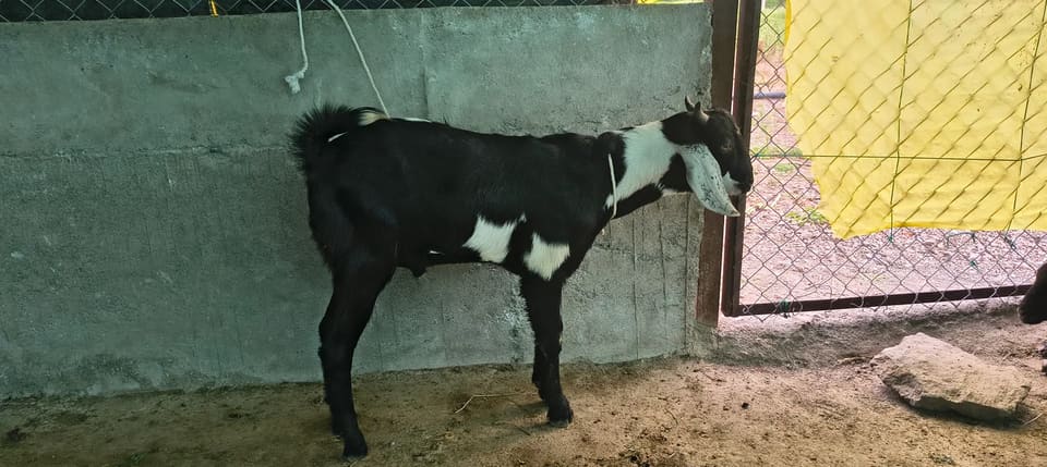 Gavran bokad Goat O0233 in  MAHARASHTRA