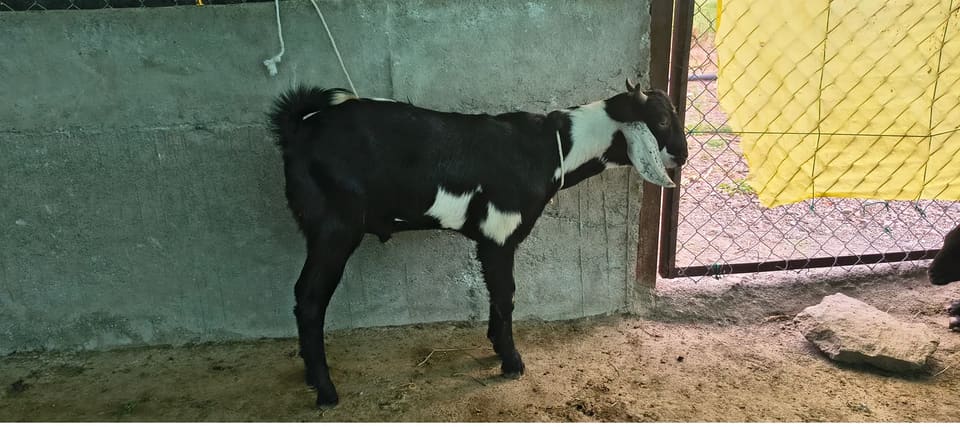 Gavrna Goat O0225 in  MAHARASHTRA