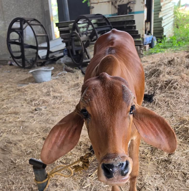Sahiwal Cow in  TAMIL NADU