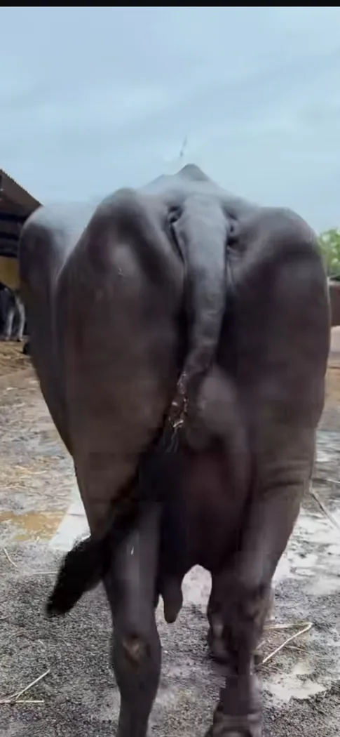 Jafarabadi Buffalo in GUJARAT