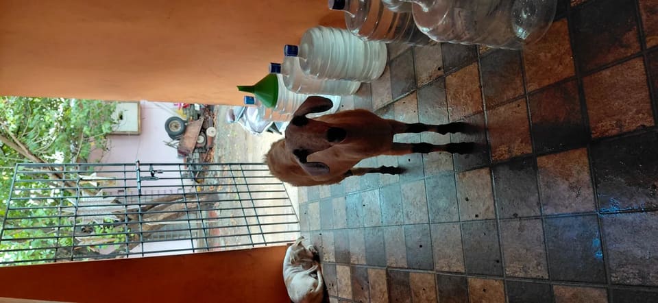 Malabari Goat in  TAMIL NADU