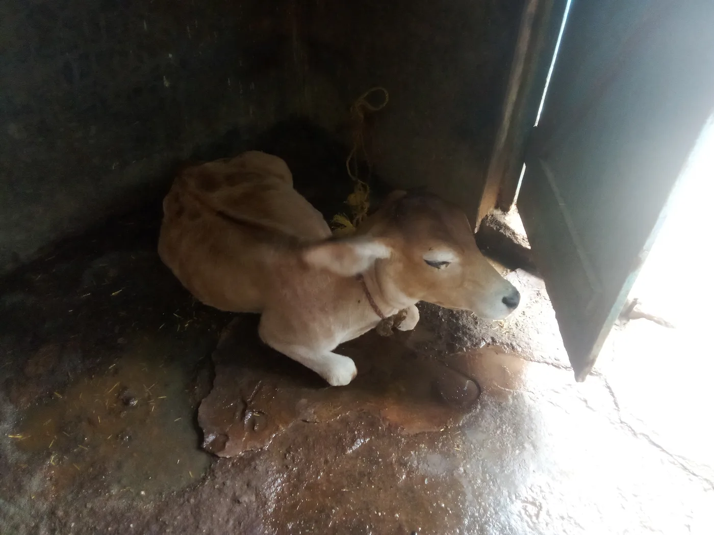Others Cow in  UTTAR PRADESH