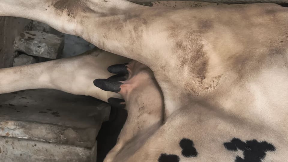 Others Cow in  RAJASTHAN