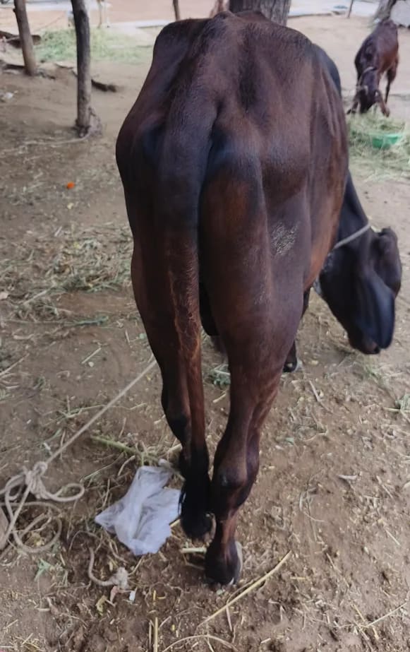 Rathi Cow in  RAJASTHAN