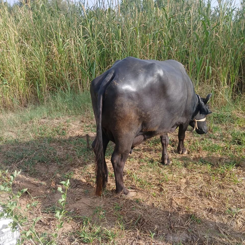 Banni  Buffalo in  RAJASTHAN