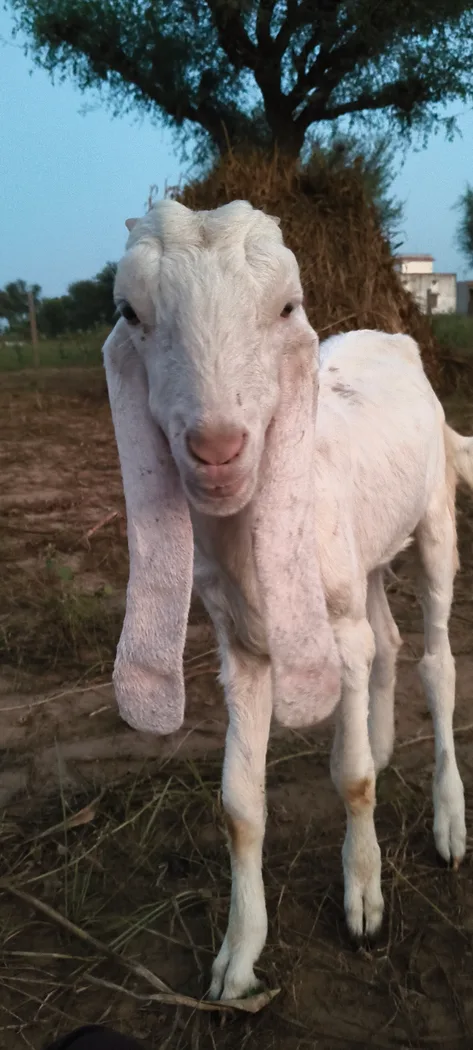Sojat Goat in  RAJASTHAN