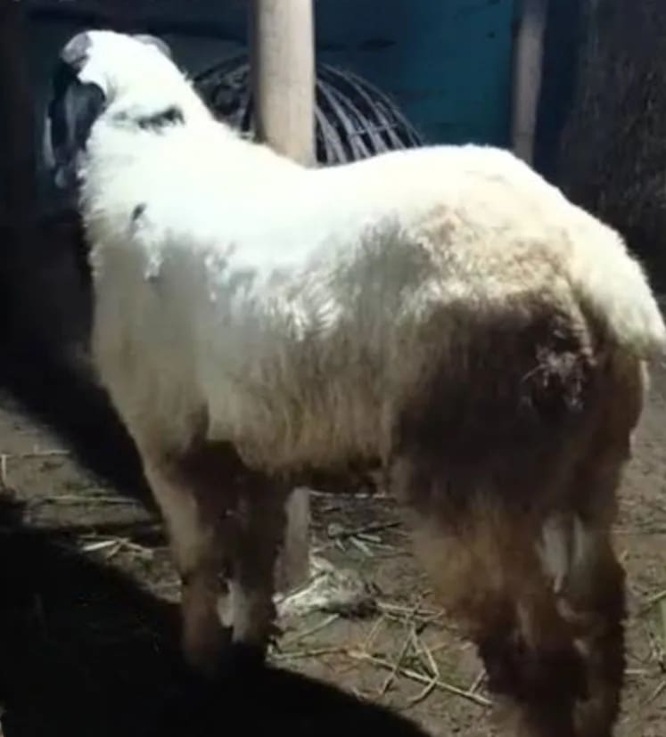 Others Sheep in  ANDHRA PRADESH