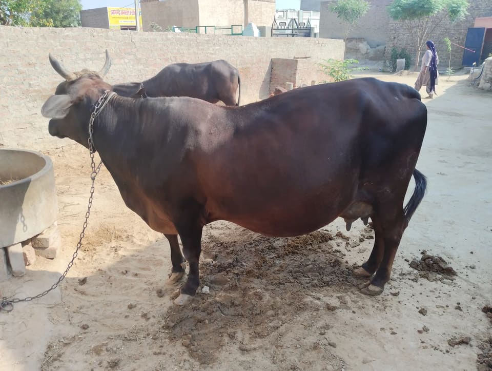 Sahiwal Cow S2010 in  RAJASTHAN